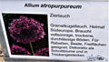 Allium atropurpureum