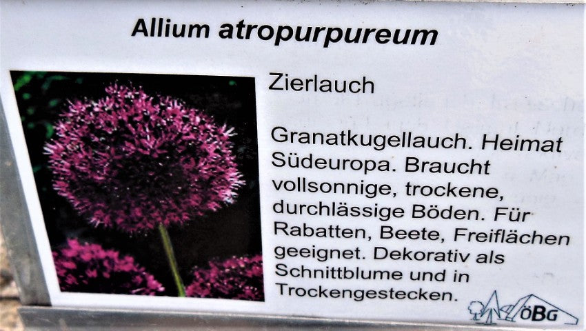 Allium atropurpureum