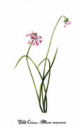Allium cernuum