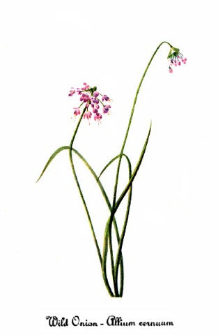 Allium cernuum