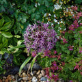 Allium christophii