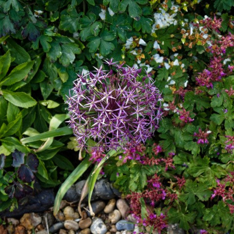 Allium christophii