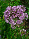 Allium lusitanicum
