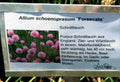 Allium schoenoprasum Forescate