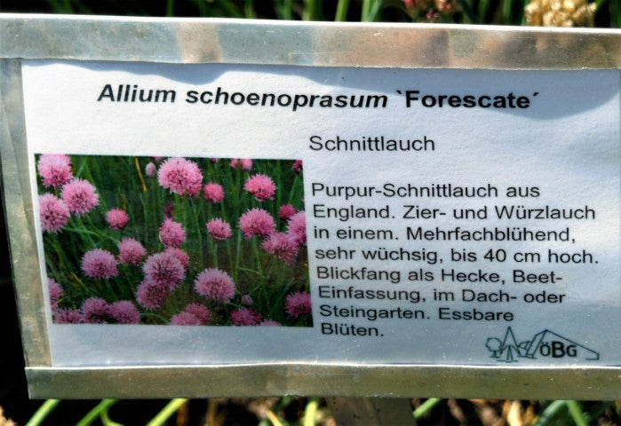 Allium schoenoprasum Forescate