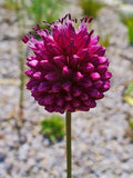 Allium sphaerocephalon