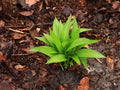 Allium ursinum