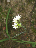 Allium zebdanense