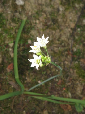 Allium zebdanense