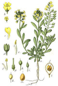 Alyssum montanum