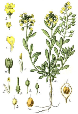 Alyssum montanum