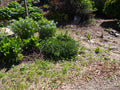 Amsonia Blue Ice