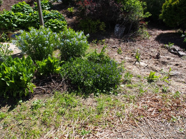 Amsonia Blue Ice