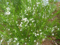 Amsonia ciliata