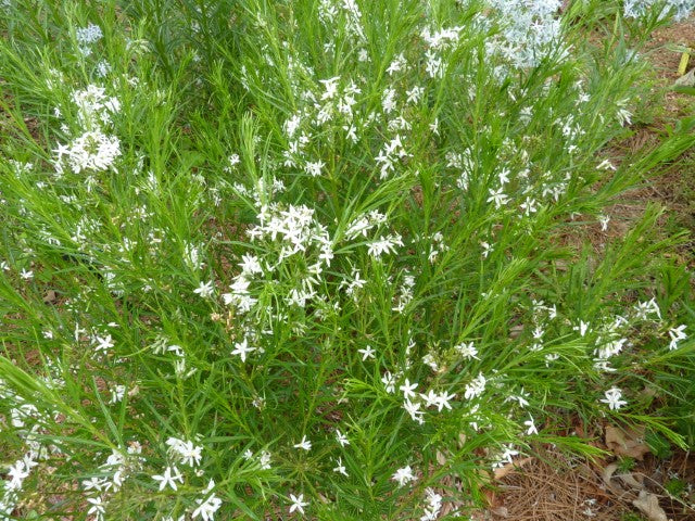 Amsonia ciliata