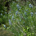 Amsonia hubrichtii