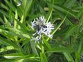 Amsonia illustris