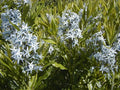 Amsonia tabernaemontana salicifolia