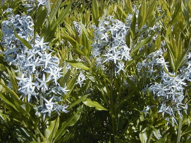 Amsonia tabernaemontana salicifolia