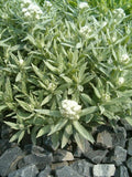 Anaphalis triplinervis 'Sommerschnee'
