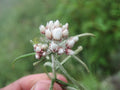 Anaphalis triplinervis