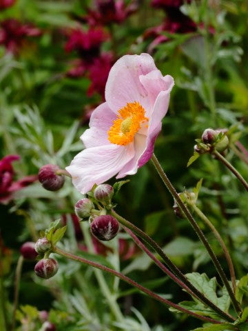 Anemone Hybrida Margarete