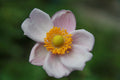Anemone Hybrida Richard Ahrens