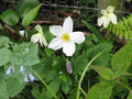 Anemone Wild Swan