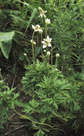 Anemone cylindrica