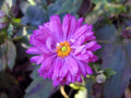 Anemone hupehensis 'Prinz Heinrich'