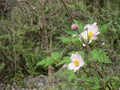 Anemone hupehensis