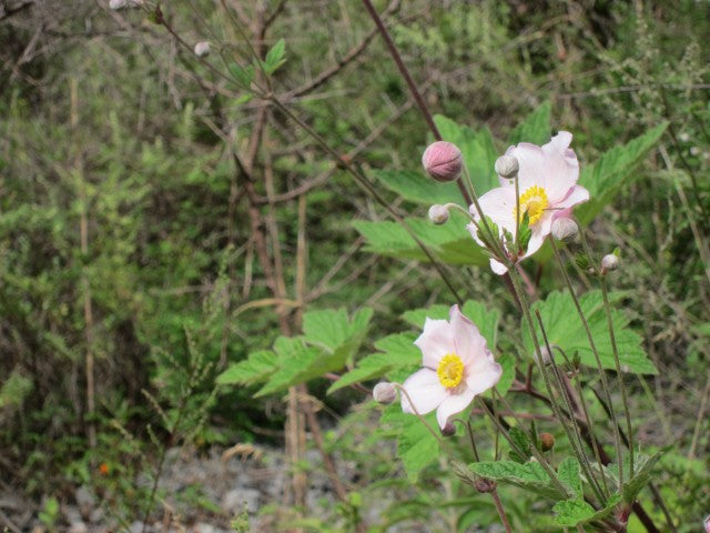 Anemone hupehensis