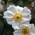 Anemone hybrida 'Honorine Jobert'