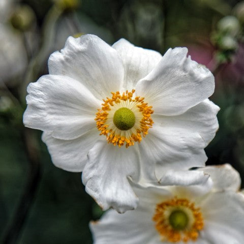Anemone hybrida 'Honorine Jobert'