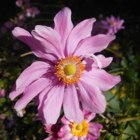 Anemone hybrida 'Pamina'