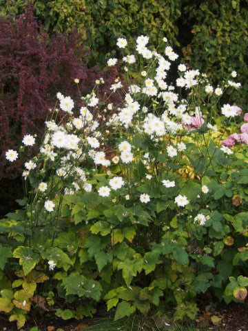 Anemone hybrida 'Whirlwind'