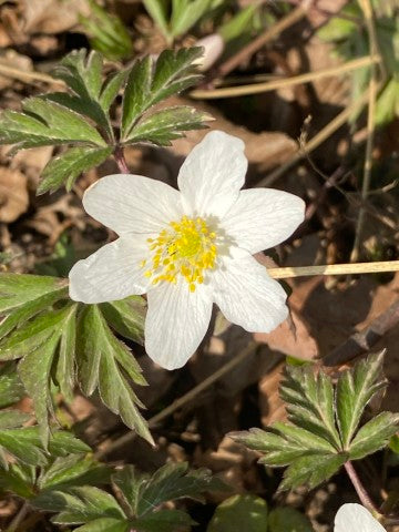 Anemone nemorosa