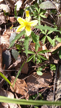 Anemone ranunculoides