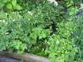 Anemone rivularis