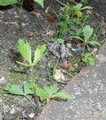 Anemone sylvestris
