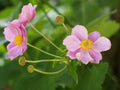 Anemone tomentosa 'Robustissima',