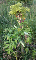 Angelica archangelica