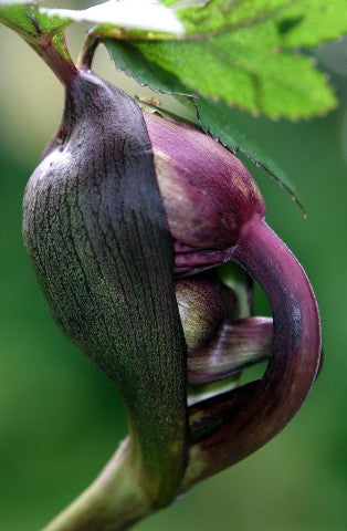 Angelica gigas