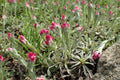 Antennaria dioica 'Rubra',