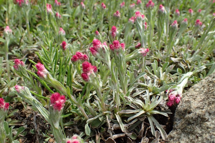 Antennaria dioica 'Rubra',