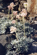 Antennaria dioica borealis