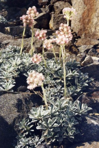 Antennaria dioica borealis