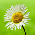 Anthemis tinctoria Lemon Ice