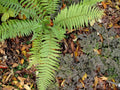 Anthriscus sylvestris 'Ravenswing'