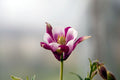 Aquilegia 'Biedermeier'